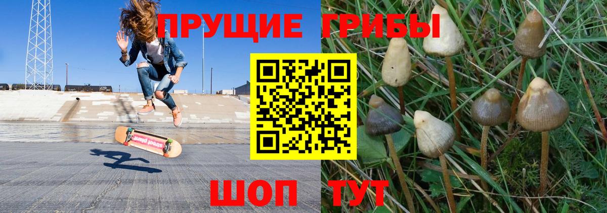 Галлюциногенные грибы Psilocybe Белореченск